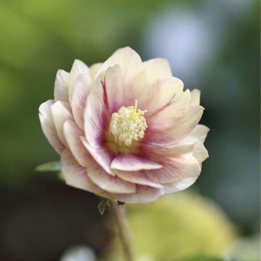 nico様専用 クリスマスローズ 苗 SDノスタルジア×SDピンクノスタルジア